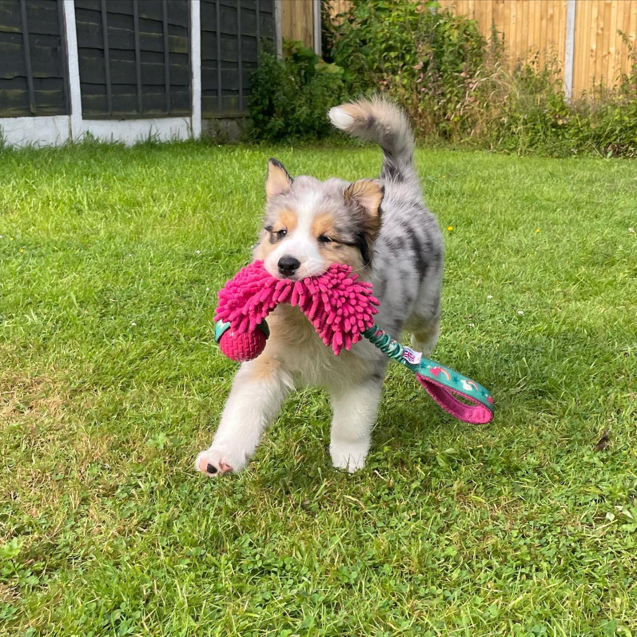 Agi - Australian Shepherd Puppy (photo 1 of 9)